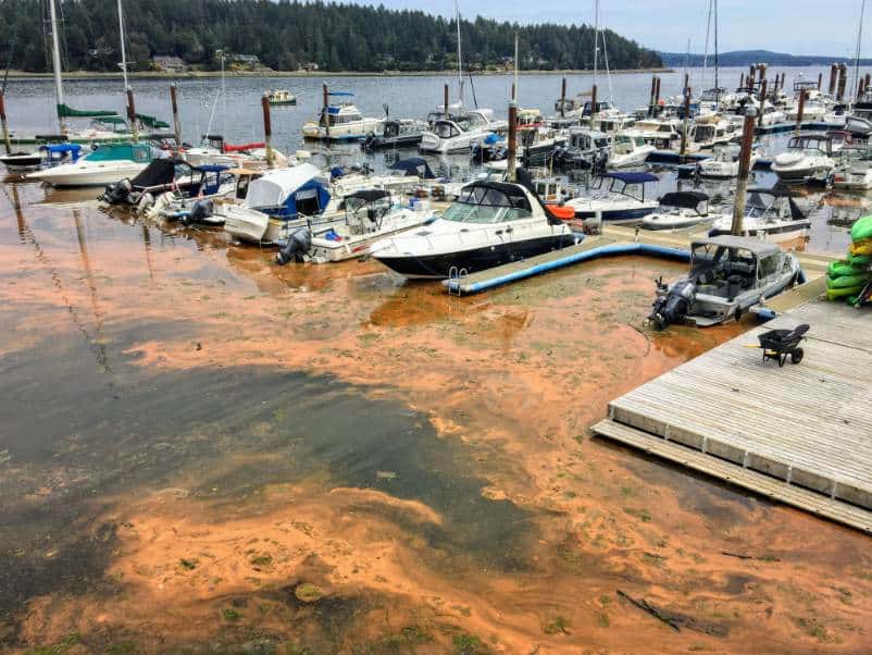 Red Tide in water