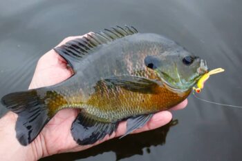 How To Catch Bluegill: Tips & Tricks From The Captain – Fish Investigator