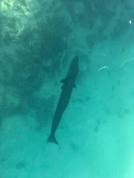 how to catch barracuda