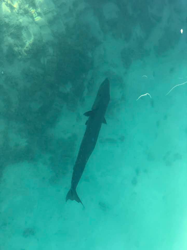 Swimming Barracuda